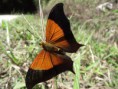/album/galeria-de-imagenes/a024-mariposa-jpg/